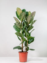 files/IndoorPlants-StudioShots13.11.2023-837.jpg
